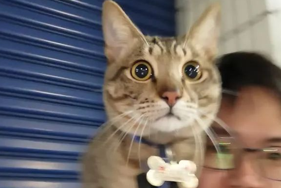“自从养了猫，没一天能好好看电视！