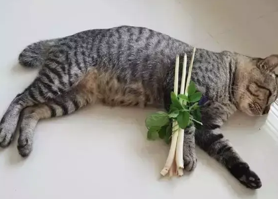 猫咪把腿弄伤了,铲屎官给它做了一个架子,猫咪:我不要面子啊 猫咪把腿弄伤了,铲屎官给它做了一个架子,猫咪:我不要面子啊