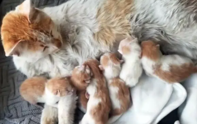 流浪猫赖上好心人，爬上5楼求收养，隔天生下6只小猫