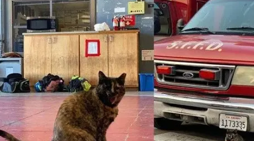 消防猫遭投诉被迫离开“工作”了5年的消防局,众消防员含泪送别 消防猫遭投诉被迫离开“工作”了5年的消防局,众消防员含泪送别