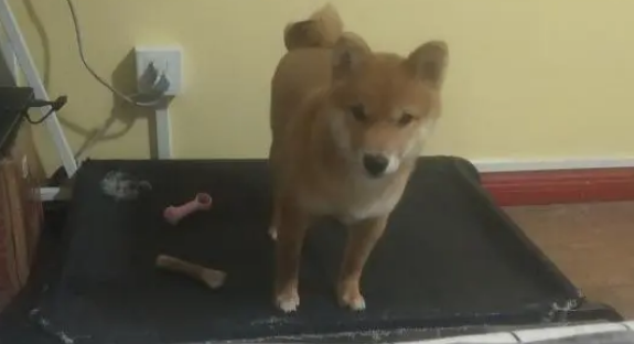 网友给柴犬买了张床,它才睡了几天就成这样了,这也太能造了 网友给柴犬买了张床,它才睡了几天就成这样了,这也太能造了