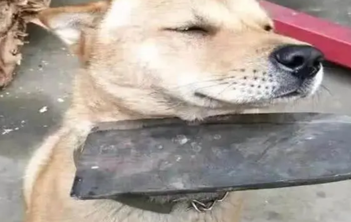 狗狗做错事被主人拿刀训,还摆狗肉调料,吓到狗不敢看 狗狗做错事被主人拿刀训,还摆狗肉调料,吓到狗不敢看