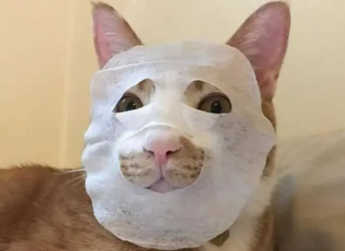橘猫被主人贴面膜,下一秒表情笑翻,网友:精致的“猫猫女孩” 橘猫被主人贴面膜,下一秒表情笑翻,网友:精致的“猫猫女孩”