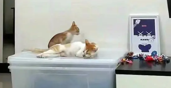 流浪猫赖上好心人，爬上5楼求收养，隔天生下6只小猫