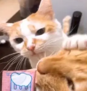 塑料姐妹情?橘猫和姐姐好的如胶似漆,面对食物“六亲不认” 塑料姐妹情?橘猫和姐姐好的如胶似漆,面对食物“六亲不认”