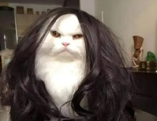网友买了一个新假发，给猫咪戴上后笑喷了：第一次见这么丑的猫！