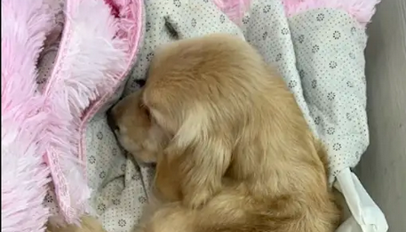 寄养犬死亡可否索赔精神损失？