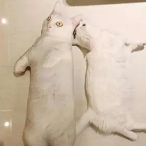主人做了猫咪抱枕却嫌“丑”,只有猫咪喜欢它,猫:本喵宠你! 主人做了猫咪抱枕却嫌“丑”,只有猫咪喜欢它,猫:本喵宠你!