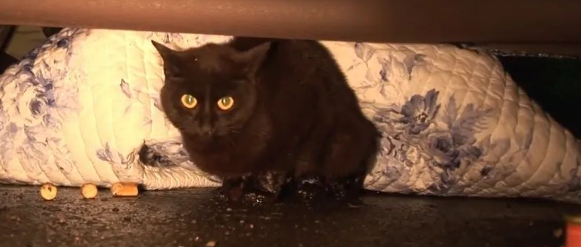 猫咪遇车祸难产，难过不肯动，获救后竟得意外惊喜，差点激动落泪...
