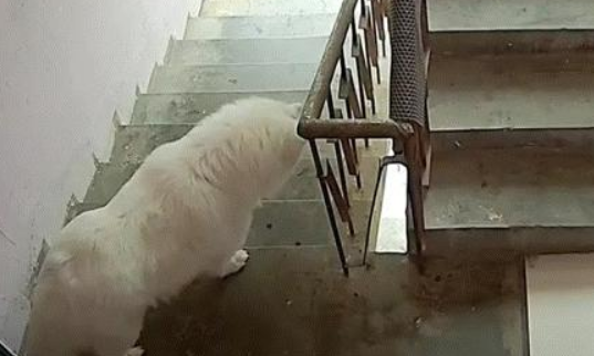 狗子不想洗澡从宠物店越狱，却被老板一路狂追到家
