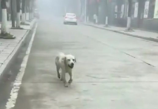 在街上捡拾垃圾吃的拉布拉多,女士救后才得知,身世竟是富二代? 在街上捡拾垃圾吃的拉布拉多,女士救后才得知,身世竟是富二代?