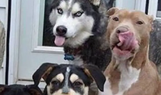 主人给家里4只狗狗拍照，结果哈士奇和比特犬却一直在抢镜