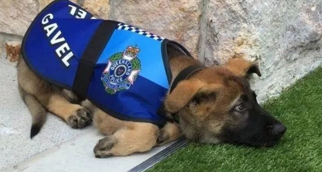 美国CIA警犬因表现不佳惨遭“退学”!网友大呼理解 美国CIA警犬因表现不佳惨遭“退学”!网友大呼理解