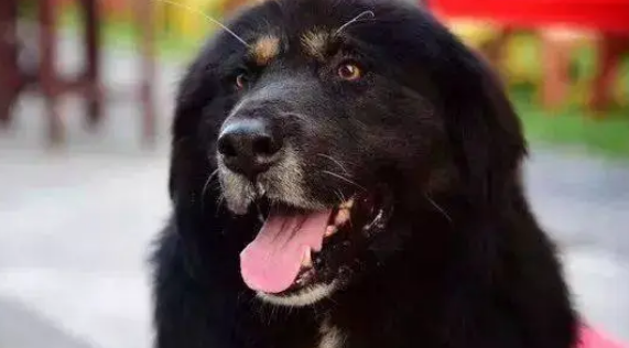 暖哭！藏獒散步救了一窝小猫，还亲自当起了保姆