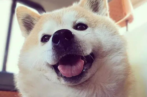 流浪柴犬被收养后，六年间竟变成这样...肉都要溢出屏幕啦！