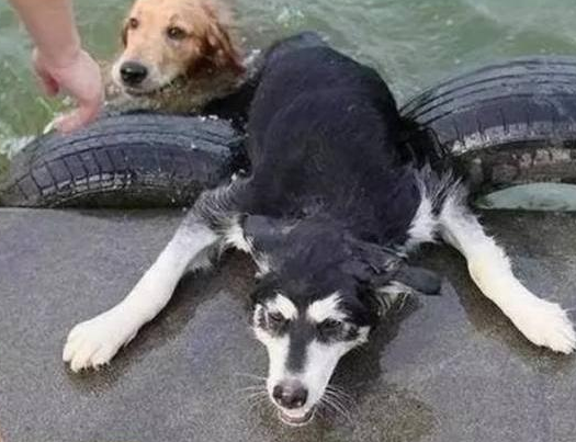 金毛屡被二哈欺负,这天宠主带它们去玩水,心机狗金毛整得二哈鬼哭狼嚎,憋笑 金毛屡被二哈欺负,这天宠主带它们去玩水,心机狗金毛整得二哈鬼哭狼嚎,憋笑