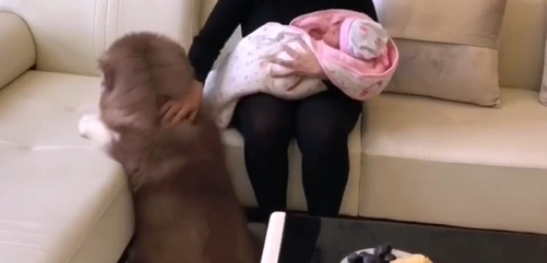 女主刚生了孩子，阿拉被冷落，狗：谁还不是宝宝啊？