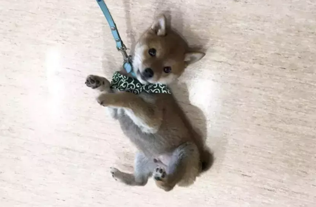 小柴犬第一次出门，它倒在地上耍赖，网友：萌翻了