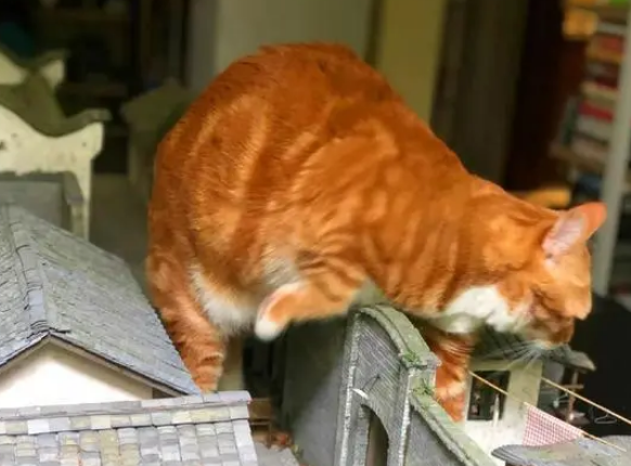 橘猫化身“小怪兽”,赖在街道模型中不走:这是“朕”的天下 橘猫化身“小怪兽”,赖在街道模型中不走:这是“朕”的天下