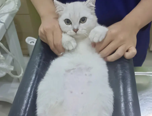 上了手术台的猫咪,一脸绝望:我还没当爸爸,就要当“公公”了! 上了手术台的猫咪,一脸绝望:我还没当爸爸,就要当“公公”了!