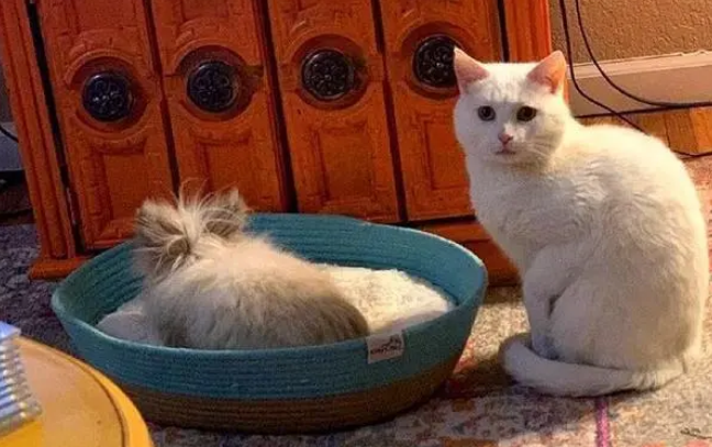 猫咪被新来的兔子欺负,在猫窝也被抢后求助主人:你不爱我了吗 猫咪被新来的兔子欺负,在猫窝也被抢后求助主人:你不爱我了吗