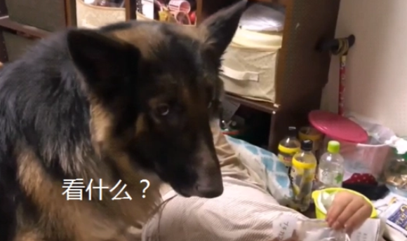 男子养了只大德牧,可是却喜欢黏人,忘记自己长大了吧 男子养了只大德牧,可是却喜欢黏人,忘记自己长大了吧