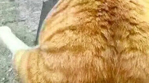 橘猫生下一窝崽子,唯独不待见这只奶猫!小奶猫老扎心了! 橘猫生下一窝崽子,唯独不待见这只奶猫!小奶猫老扎心了!