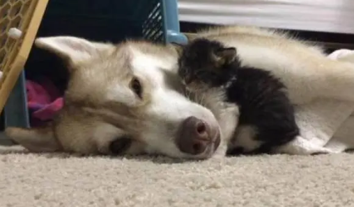 主人捡了一只流浪猫回家,结果家里的哈士奇反应十分暖心 主人捡了一只流浪猫回家,结果家里的哈士奇反应十分暖心