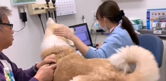 秋田犬去宠物医院打针，中途换成男医生后，狗子情绪就不好了