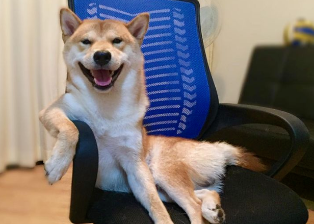 保姆柴犬带宝宝散步，回家后，家长一看：“说吧，我先揍谁？”