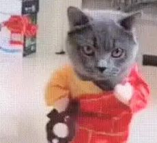 猫咪穿着和尚服走猫步,看到它走近,网友:我要笑抽筋了 猫咪穿着和尚服走猫步,看到它走近,网友:我要笑抽筋了