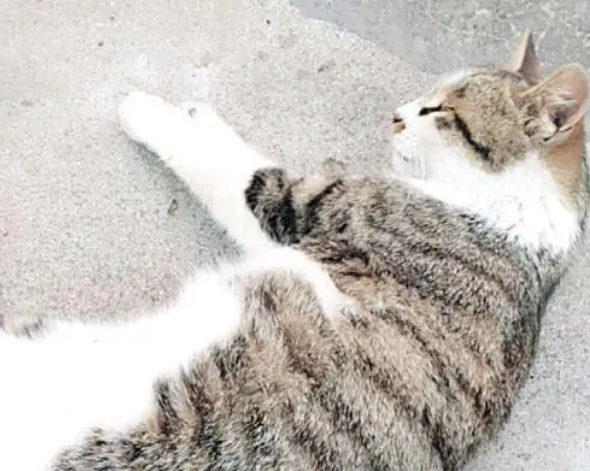 猫肚子里的孩子是谁的?母猫每日带不同的猫回家,结果怀孕了 猫肚子里的孩子是谁的?母猫每日带不同的猫回家,结果怀孕了