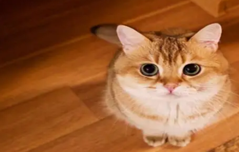 老一辈人的说法:狗是忠臣猫是奸臣,事实到底是不是这样呢? 老一辈人的说法:狗是忠臣猫是奸臣,事实到底是不是这样呢?
