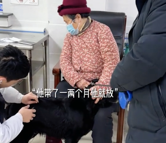 儿子将拉布拉多送给父母养，他们把它当成亲孙子看待