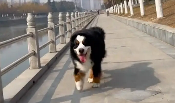 网友养了伯恩犬，被邻居举报是烈性犬，还在群里发消息渲染危险性