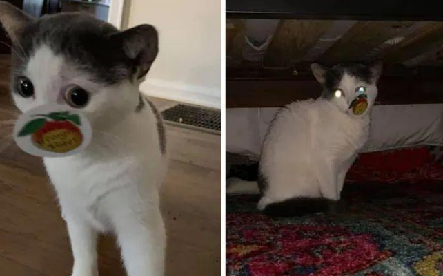 主人把家里猫咪黑照放到网上炫耀，是人性的缺失还是道德的沦丧？