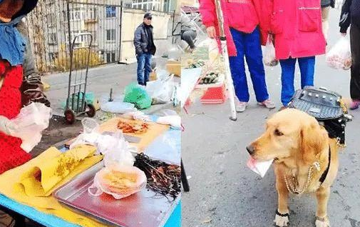 金毛拿着一百块去买烤鸭,走在路上被围观,看这身打扮,家里有矿 金毛拿着一百块去买烤鸭,走在路上被围观,看这身打扮,家里有矿