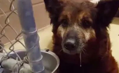 小猫平时追着狗狗打，狗狗生病住院猫咪竟然看着主人哭了