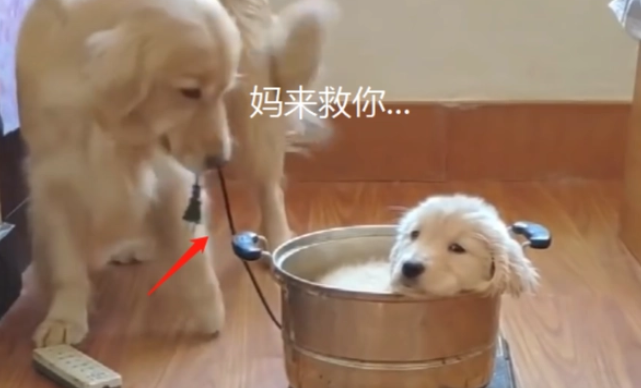 金毛生了个“独子”,把它当宝一样,为了孩子跟女主赌气 金毛生了个“独子”,把它当宝一样,为了孩子跟女主赌气