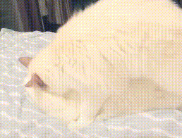 拖着疲惫的身子回家,却看到一部“猫片”,铲屎官:我受不了了! 拖着疲惫的身子回家,却看到一部“猫片”,铲屎官:我受不了了!