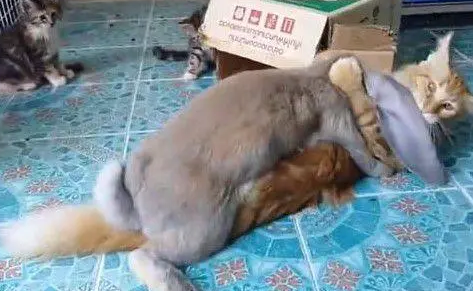 猫咪被兔子强上了,旁边猫咪的表情才是亮点,网友:捂住眼睛别看 猫咪被兔子强上了,旁边猫咪的表情才是亮点,网友:捂住眼睛别看