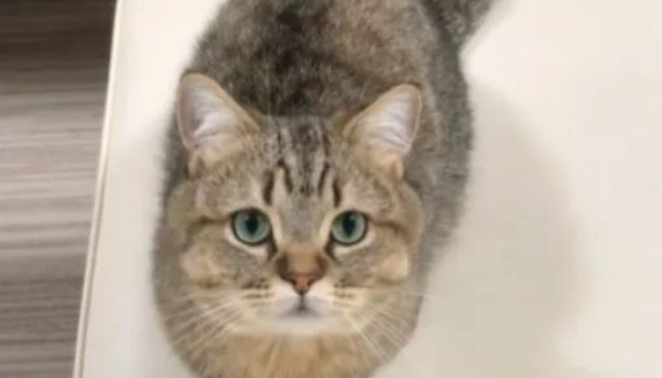 曼赤肯猫电视看一半,竟突然发出奇怪叫声,主人:我养的是狗? 曼赤肯猫电视看一半,竟突然发出奇怪叫声,主人:我养的是狗?
