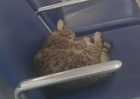 猫咪每日去医院报到，医护人员帮它找主人，铲屎官：它是有主人的