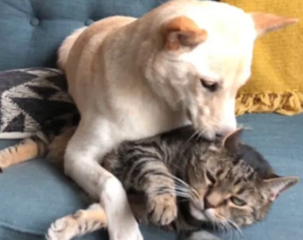 柴犬疯狂向猫咪撒娇，而猫咪竟露出这个表情...“铲屎的快救驾！”