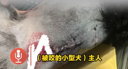 云南大理一烈性犬撕咬牵绳小狗，大狗主人拒道歉