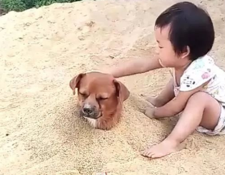 小主人想把狗埋起来狗无奈只能配合，狗：蓝瘦！ 