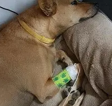 狗狗舔了一口酱汁，肚子不舒服10天后去世，主人含泪告诫大家