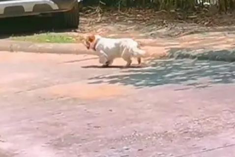 只想保护幼犬，却被路人拿棍棒防备，连守护也成了奢望