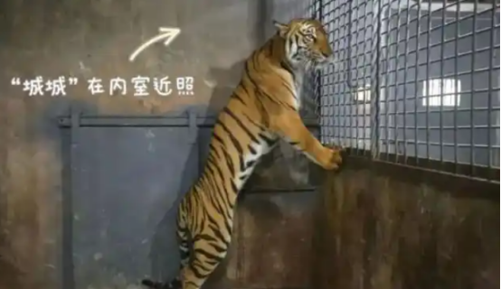 老虎饿成皮包骨？！长沙生态动物园回复