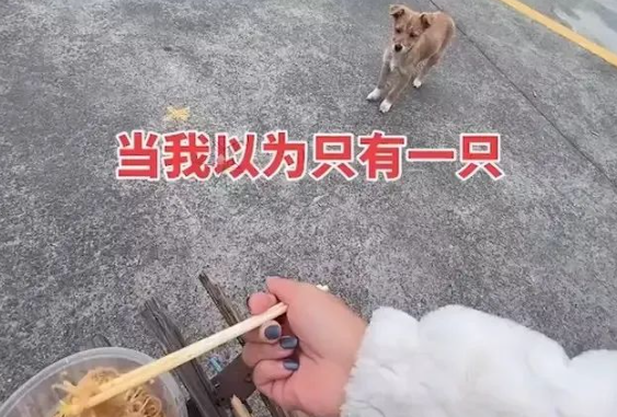 浙江一女子投喂流浪狗，不料狗妈叫来全家一起吃，自己站一旁守护